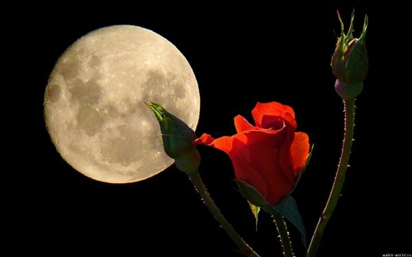 Луна и роза