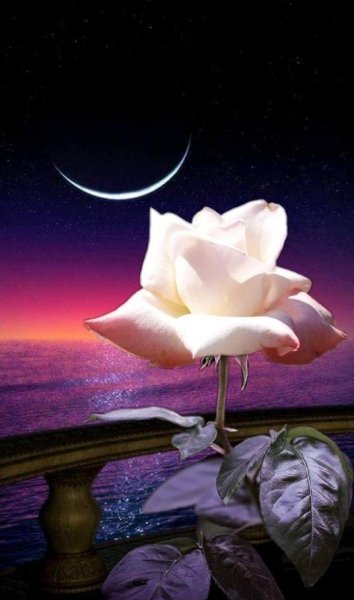 Ночь цветы красиво