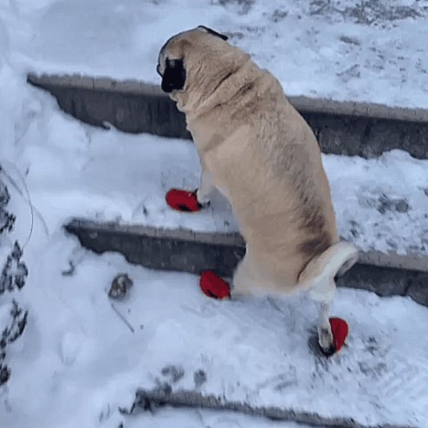 Собака на льду смешное