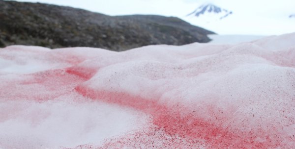 Chlamydomonas nivalis