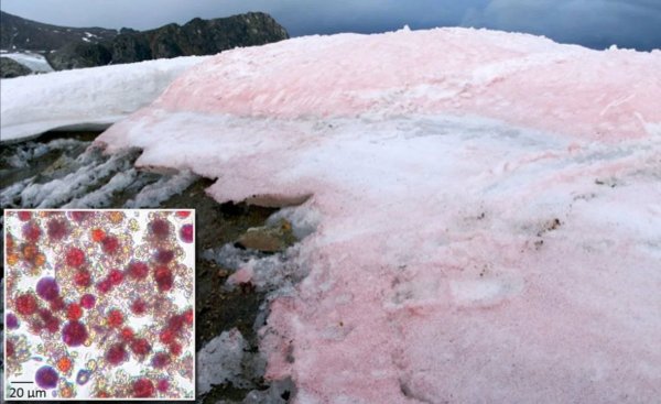 Красный снег хламидомонада