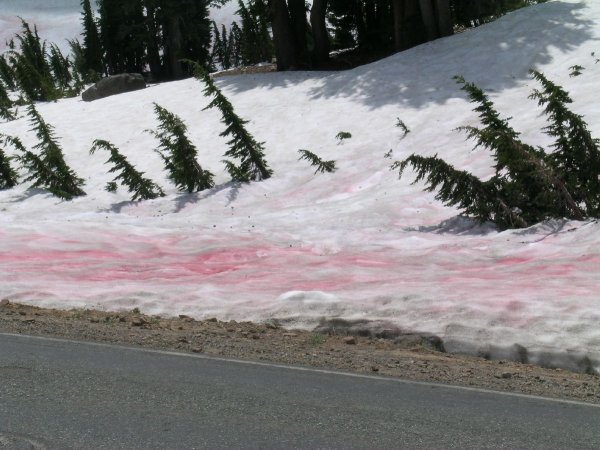 Водоросль хламидомонада Снежная