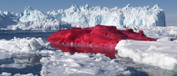 Снежные водоросли в Арктике