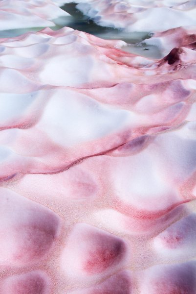 Водоросль хламидомонада Снежная