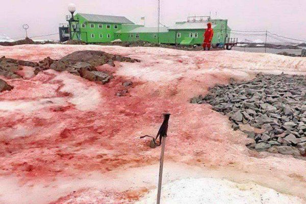 Красные водоросли в Антарктиде
