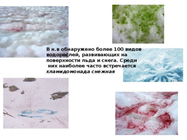 Водоросль хламидомонада Снежная