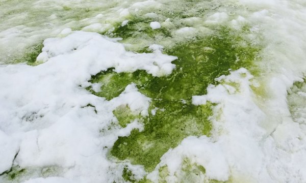 Пресноводные водоросли в Антарктиде