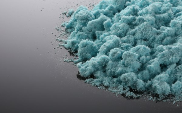 Водоросль хламидомонада Снежная