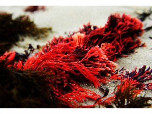 Красные водоросли (Rhodophyta)