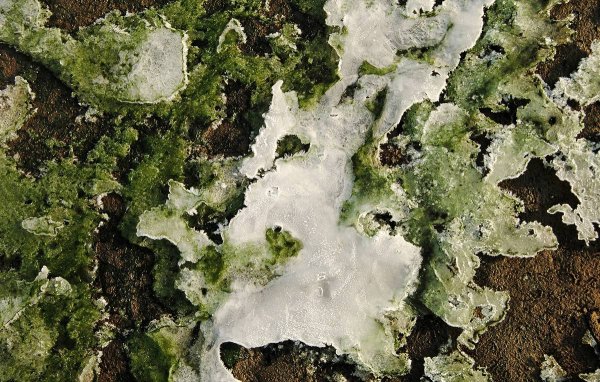 Ледниковые водоросли