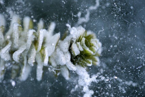 Снежные водоросли в Арктике