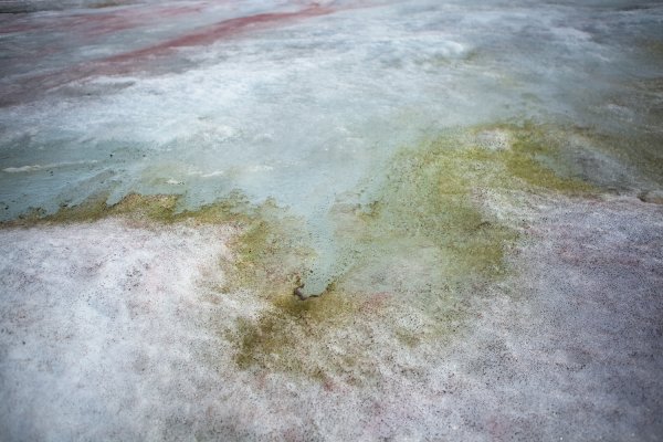 Водоросли в Антарктике