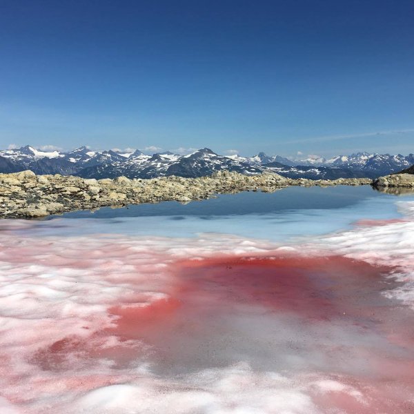Водоросль хламидомонада Снежная
