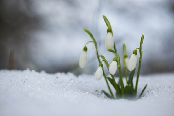 Подснежники в снегу