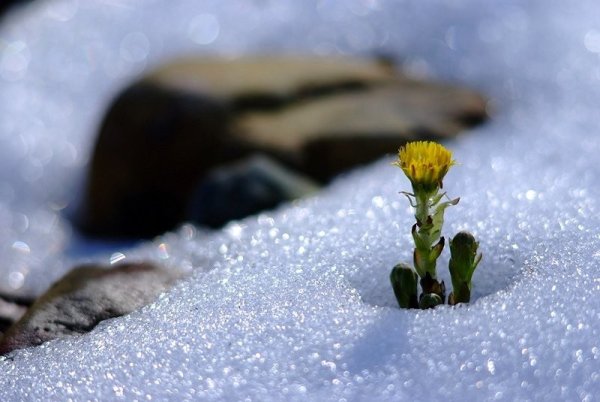 Снег с проталинами