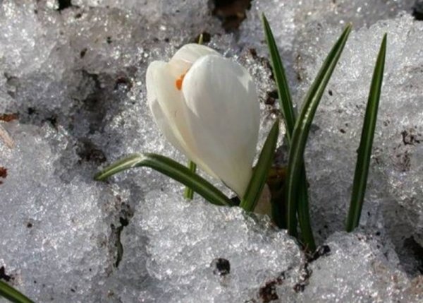 Байчечекей гулу