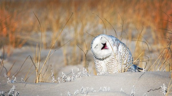Comedy Wildlife Photography Awards необычный фотоконкурс 2019