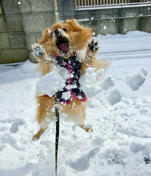 Животные радуются снегу