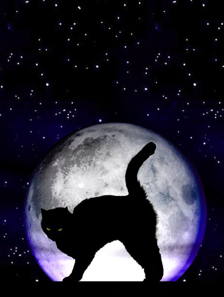 Кошка Луна