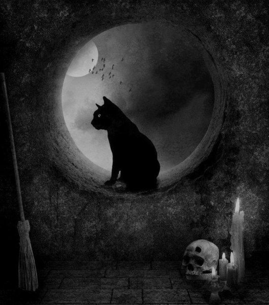 Кошка на фоне Луны