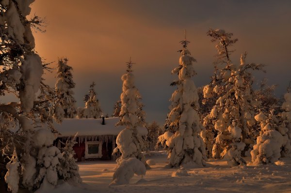 В новогоднем лесу