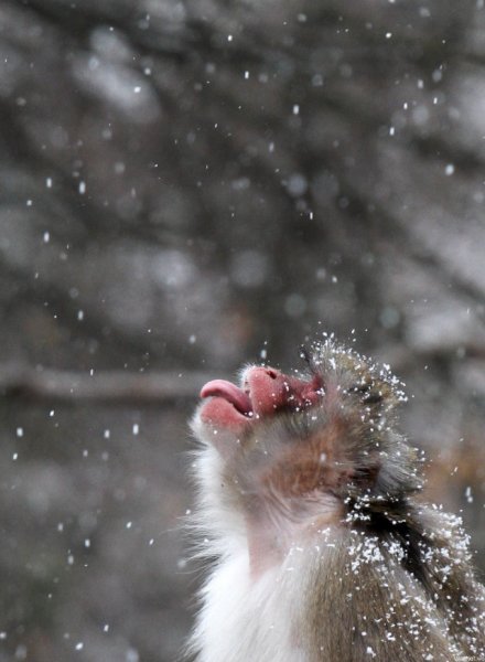 Животные радуются снегу