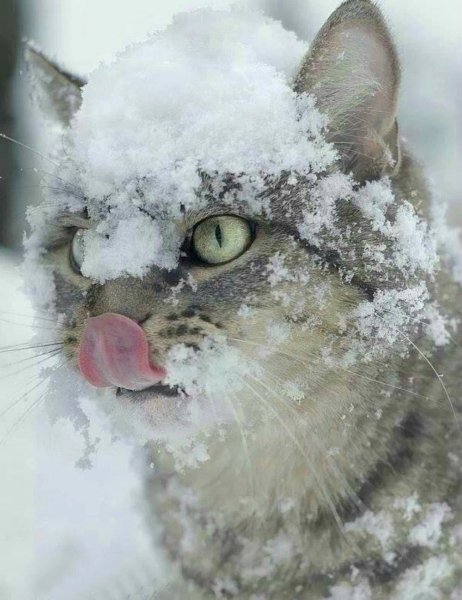 Порода кошек Аляскинский снежный кот