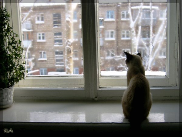 Кот на подоконнике зимой