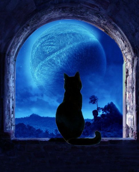 Кот ночью