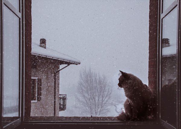 Коты за окном снег