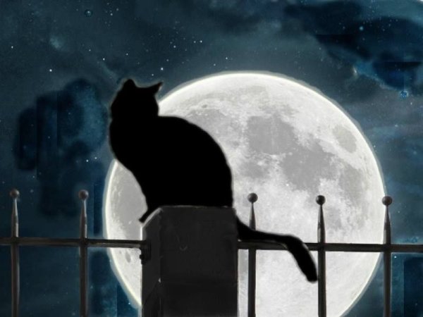Кот на фоне Луны