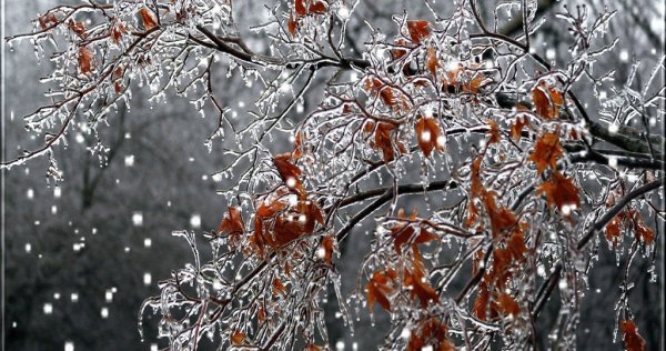 Снег за окном осени