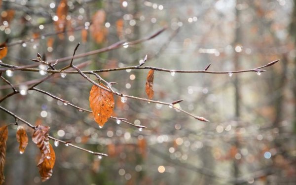 Поздняя дождливая осень