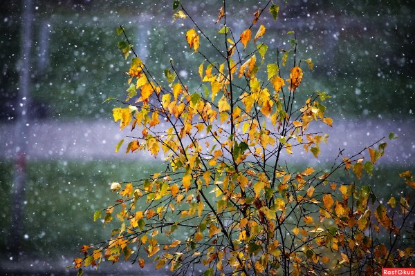 Первые снежинки осень