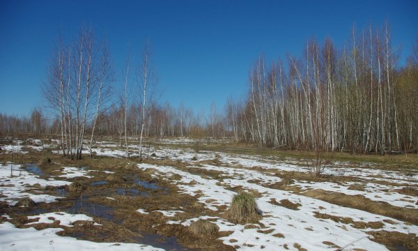 Проталины на полях