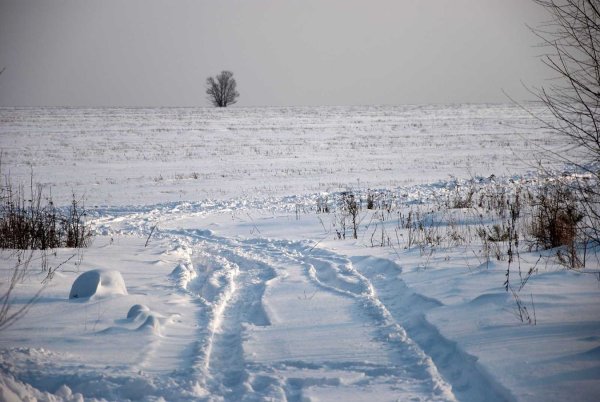 Пустое зимнее поле