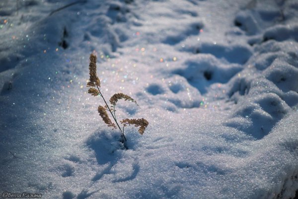 Искрящийся снег