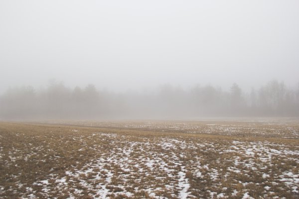 Первый снег в поле