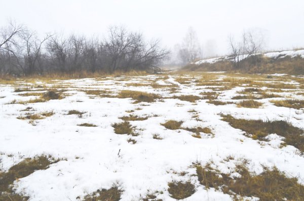 Поздняя осень первый снег в поле картинки