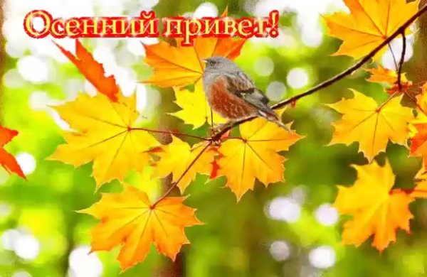 Открытки осенний привет