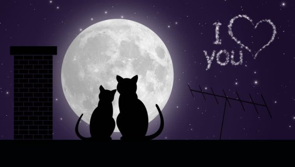 Два кота и Луна