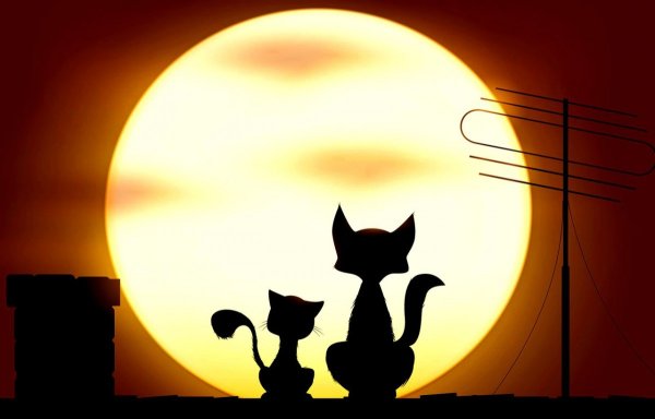 Силуэт кошки на закате