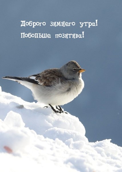 Доброе утро Мороз