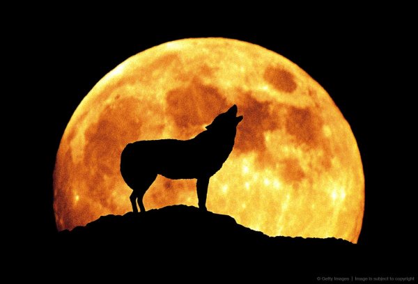 Вой собаки на луну