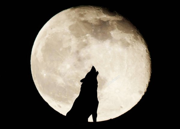 Волк воет на луну