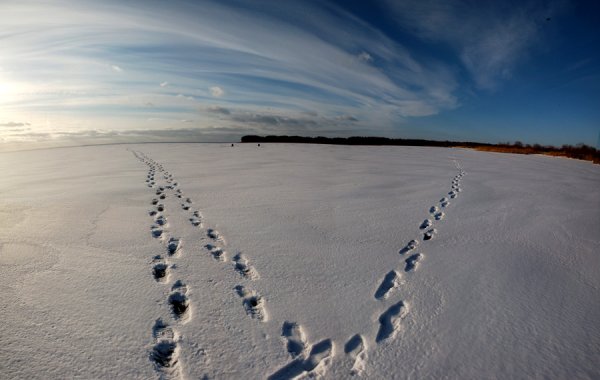 Следы на снегу