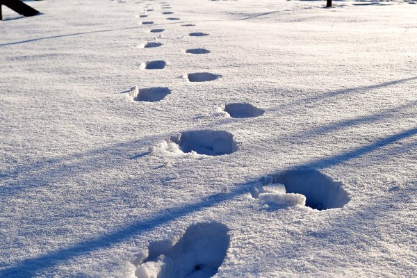 Следы оленя на снегу