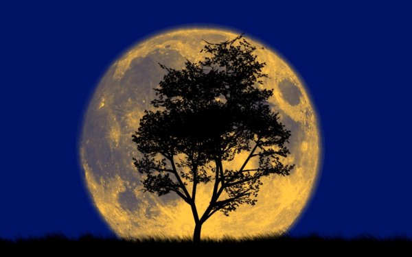Луна и дерево