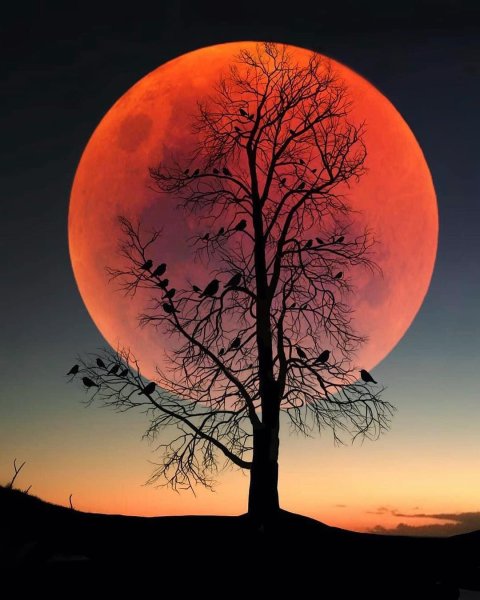 Луна и дерево