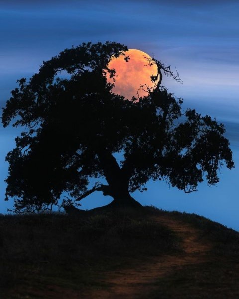 Под деревом ночью